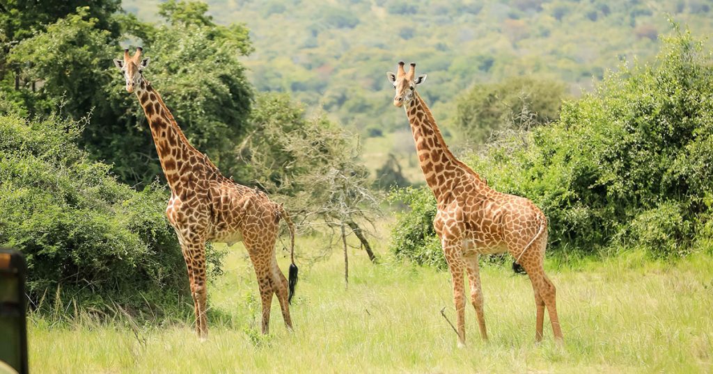 wildlife in akagera national park rwanda