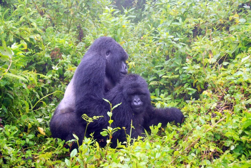 explore bwindi home of mountaint gorillas in uganda