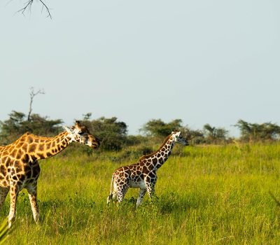3 days uganda safari