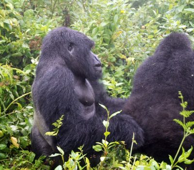 Uganda-Budongo-Forest-Wildlife-Encounter
